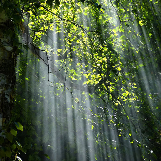 Bild zeigt einen mit licht durchfluteten Wald.